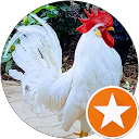 Stefano Poletto profile picture